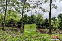 云南瑞丽林下经济产业园正式开工建设